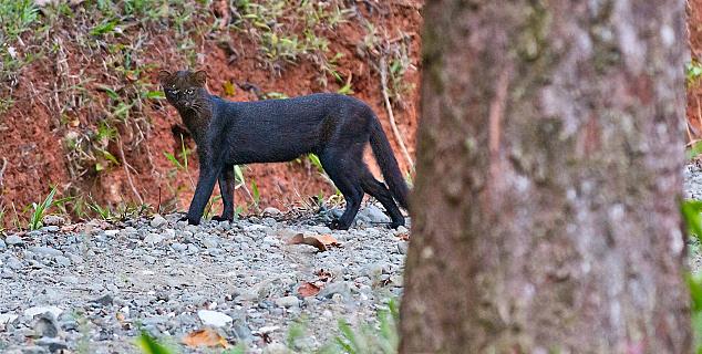 Jaguarundi