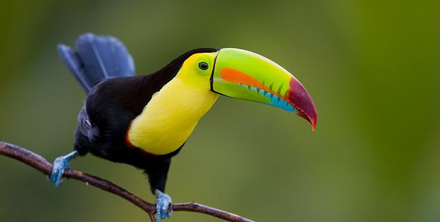 Keel billed Toucan