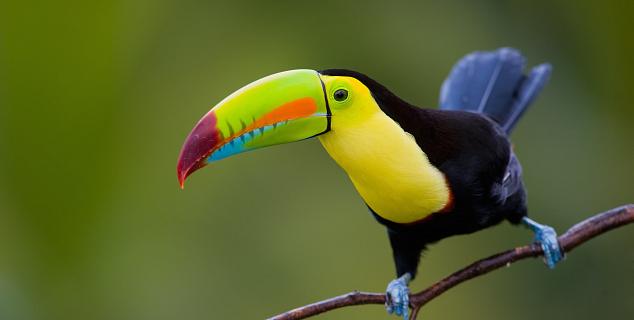 Keel-Billed Toucan