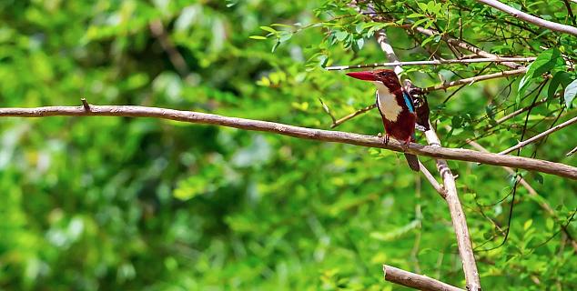 Kingfisher in Khao Sok