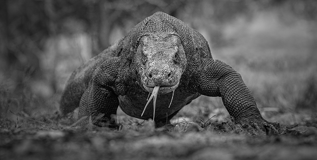 Komodo Dragons, Komodo Island