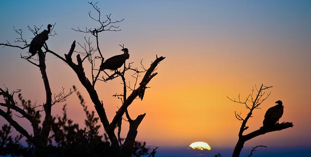 Kruger Sunset