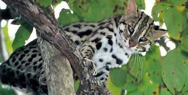 Leopard Cat