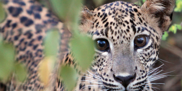 Leopard Cub in Yala