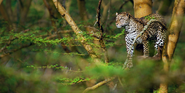 Leopard in Kenya