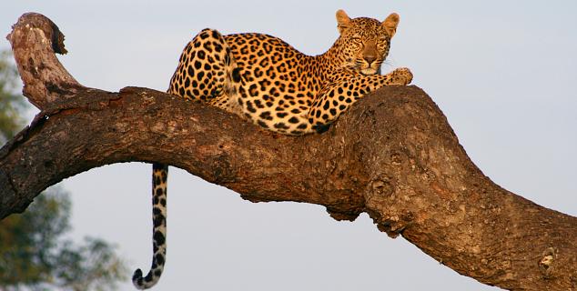 Leopard in Kruger