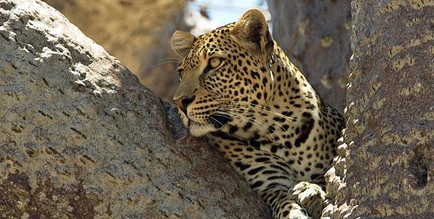 Leopard in the Selous