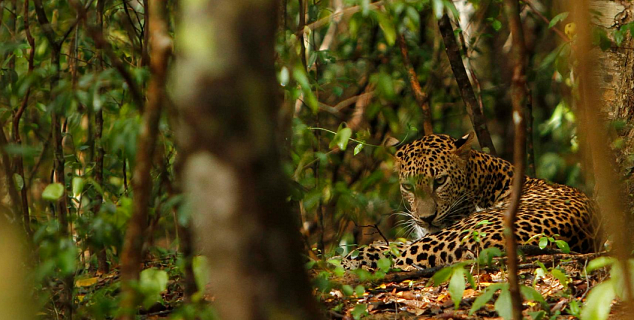 Leopard, Yala National Park