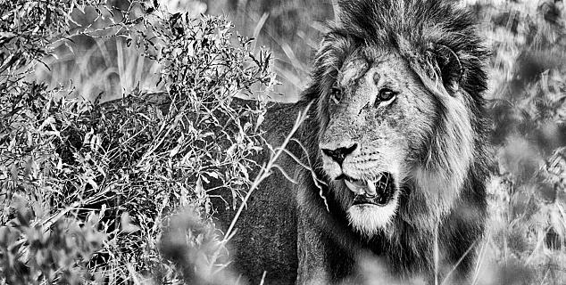 Lion at Chitwa Chitwa