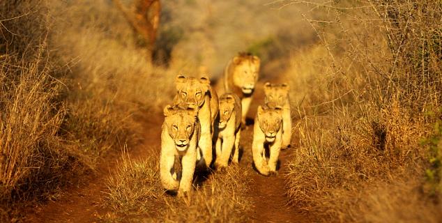 Lions at Thanda
