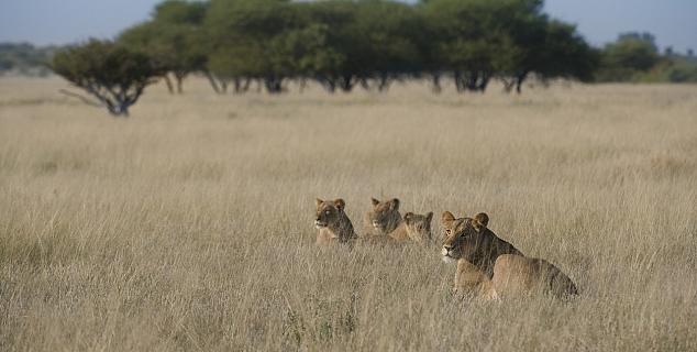 Lions on the Kalahari Plains