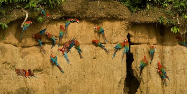 Macaw Clay Lick