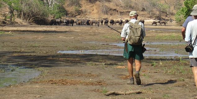 Mana Pools Bush Walk