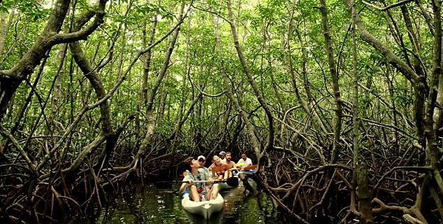 Mangrove Kayaking