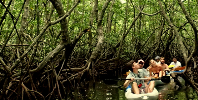 Mangrove kayaking Gaya Island
