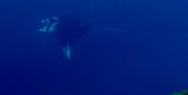 Manta on House Reef