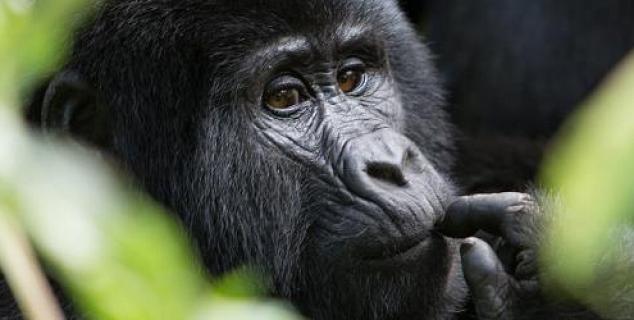 Mountain Gorilla, Rwanda