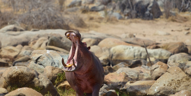 Never boring in Ruaha