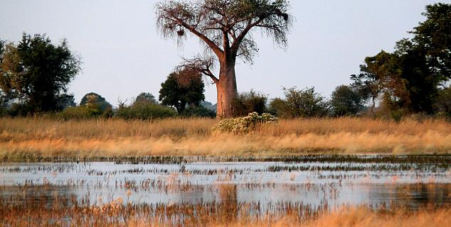 Okavango Delta