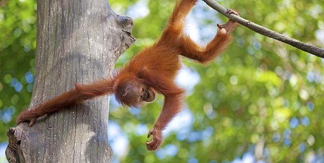 Orang-utan at Sepilok
