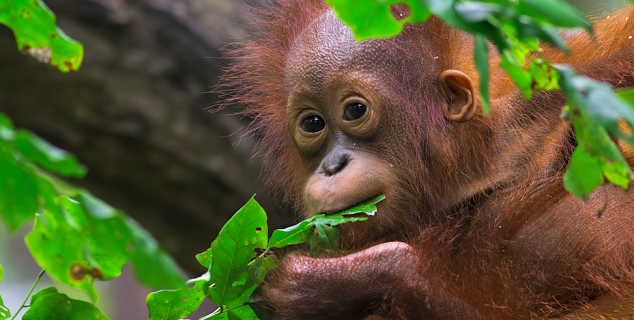 Orangutan, Sepilok
