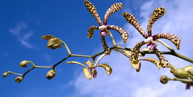 Orchids