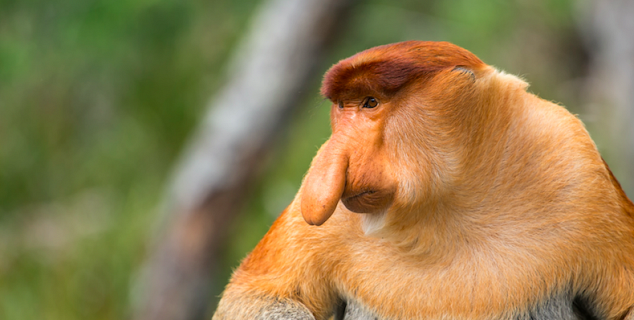 Proboscis Monkey, Sukau