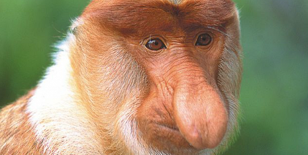 Proboscis Monkey