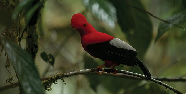 Quetzal in the Cloud Forest