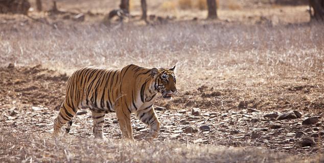 Ranthambore
