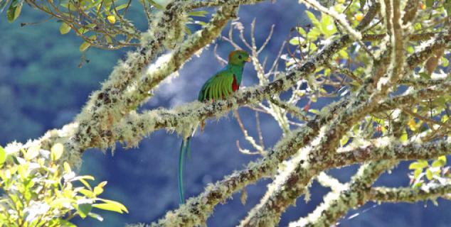 Resplendant Quetzal