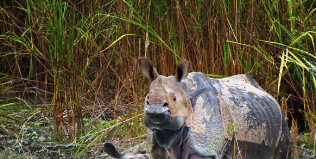 Rhino, Kaziranga