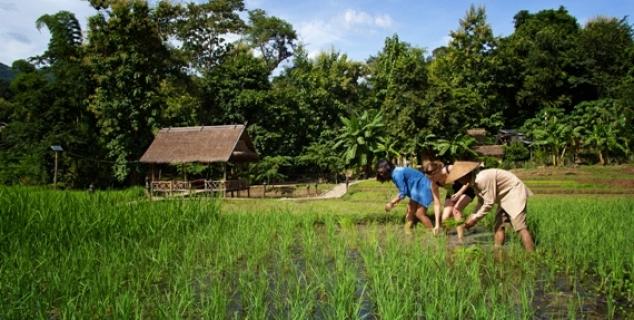 Rice Harvesting