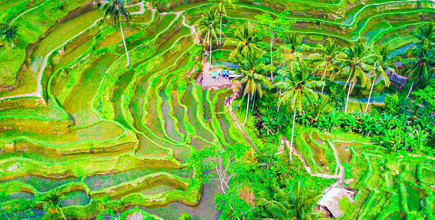 Rice Terraces, Bali