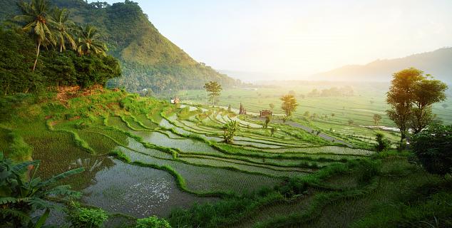 Rice Terraces, Ubud, Bali