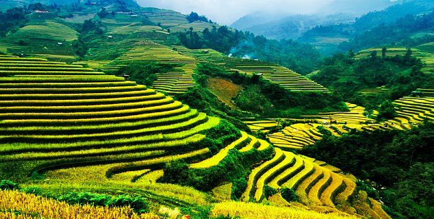 Rice Terraces, Vietnam