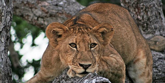 Selous Lion Cub