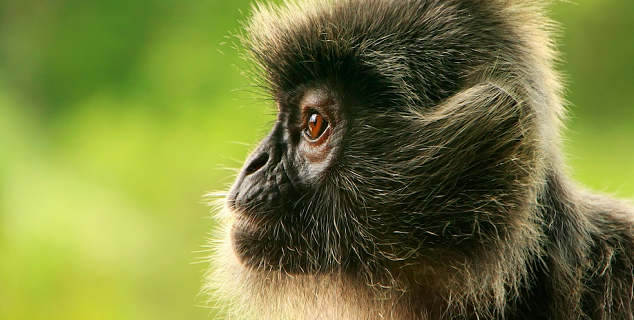 Silver Leaf Monkey, Sepilok