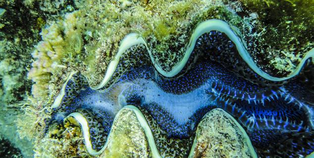 Snorkelling & Diving