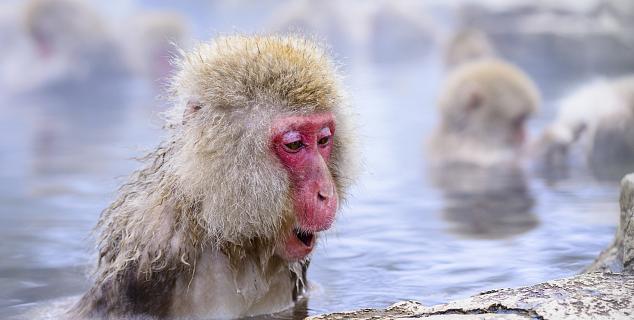 Snow Monkeys Yudanaka