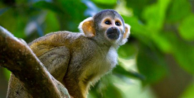 Squirrel Monkey