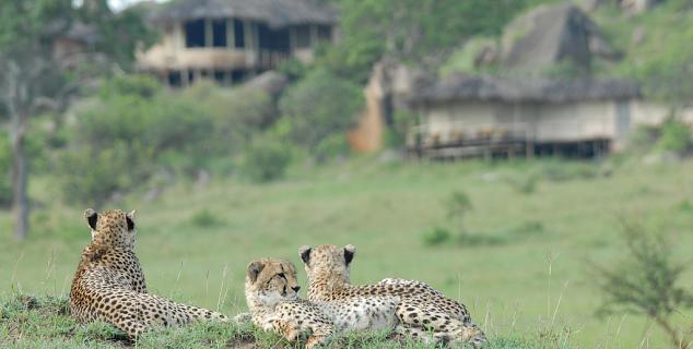 Stay at Lamai Serengeti