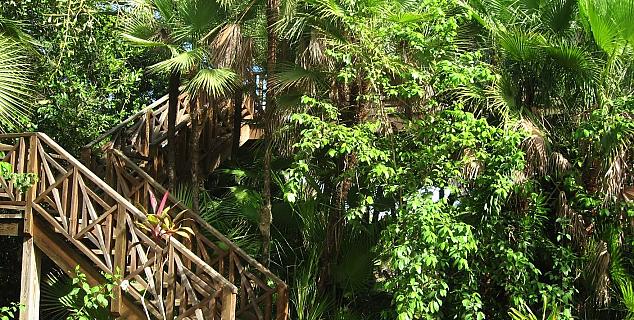 Steps to a Treehouse