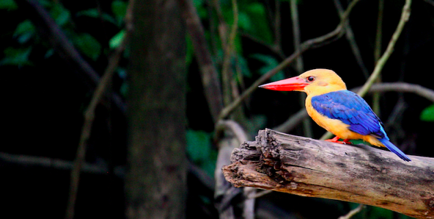 Stork-billed Kingfisher