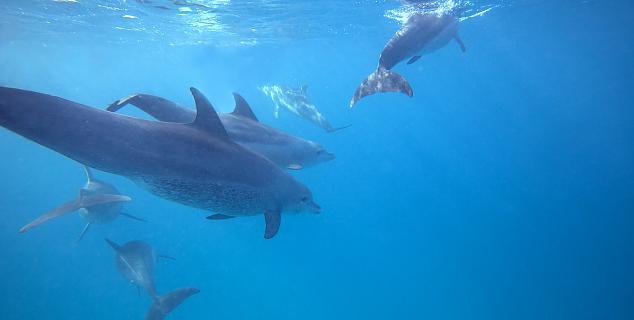 Swim with wild dolphins, Zanzibar