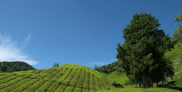 Tea Plantations