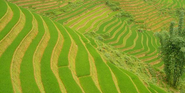 Terraced Rice Fields, Sapa