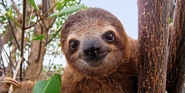 Three-toed Sloth