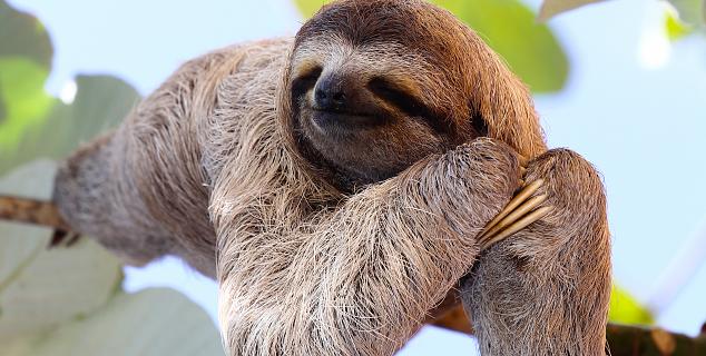 Three-toed sloth