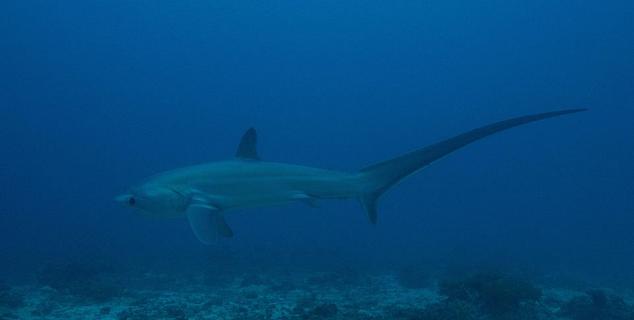 Thresher Shark